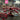 Anatol Horizon 10 Color 12 Station Automatic Press